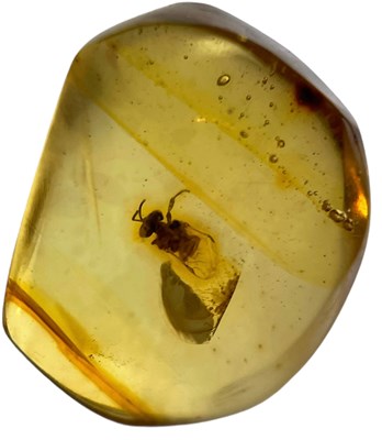 Lot 421 - A FOSSIL BEE IN CLEAR AMBER GEM

A highly...