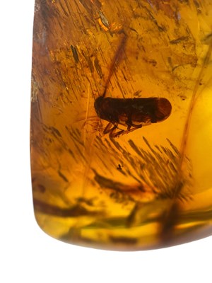 Lot 423 - A LEAFHOPPER FOSSIL N CLEAR AMBER GEM

A...