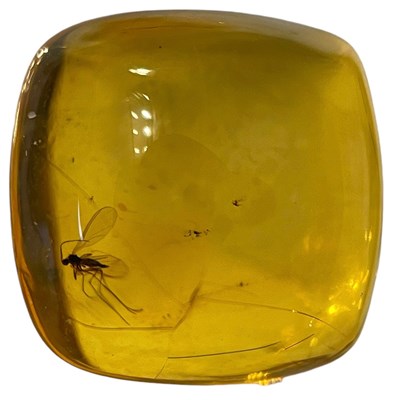 Lot 427 - A FOSSIL FLY IN BALTIC AMBER

A highly...