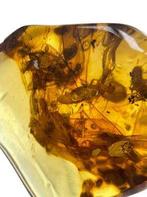 Lot 429 - A SWARM OF FOSSIL TERMITES IN CLEAR AMBER...