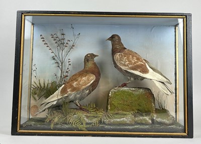 Lot 432 - A PAIR OF ANTIQUE TAXIDERMY PIGEONS IN A CASE...