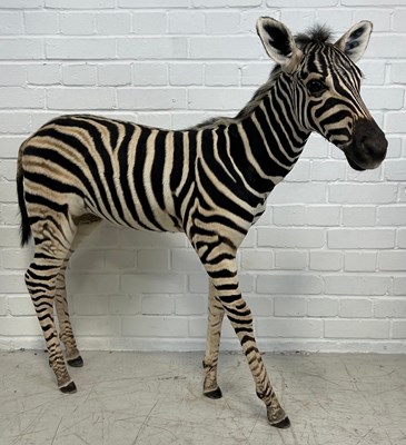 Lot 433 - A TAXIDERMY ZEBRA FOAL, 

100cm x 98cm x 2cm