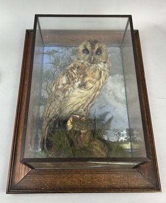 Lot 434 - A TAXIDERMY TAWNY OWL IN GLASS CASE WITH...