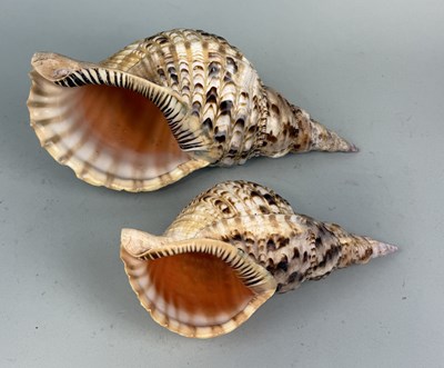 Lot 364 - TWO CHARONIA TRITON SHELLS