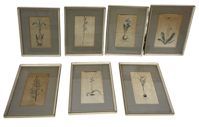 Lot 729 - AFTER WILLIAM CURTIS: A SET OF SEVEN COLOURED BOTANICAL PRINTS