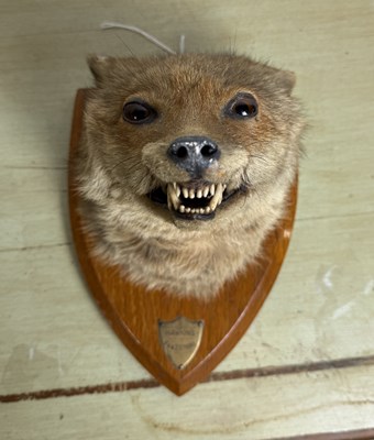 Lot 286 - J.W.BARTLETT: AN EARLY 20THG CENTURY TAXIDERMY FOX MASK ON SHIELD