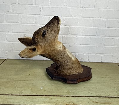 Lot 277A - A TAXIDERMY DEER HEAD ON SHIELD