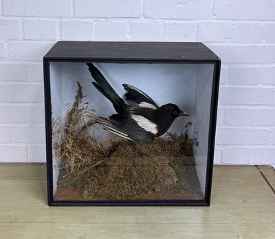 Lot 275 - J.SAYER: AN ANTIQUE TAXIDERMY BIRD IN A CASE