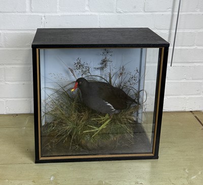 Lot 276 - JOHN BURTON: A TAXIDERMY BIRD IN CASE