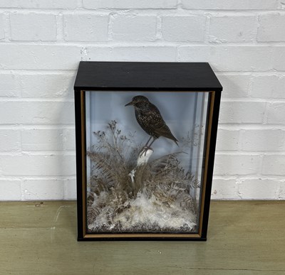 Lot 277 - JOHN BURTON: A TAXIDERMY BIRD IN A CASE, WITH WINTRY BACKGROUND