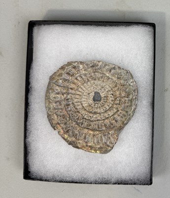 Lot 405 - AN IRIDESCENT AMMONITE FOSSIL FROM SOMERSET