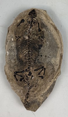 Lot 401 - A COMPLETE FOSSIL REPTILE IN A STONE