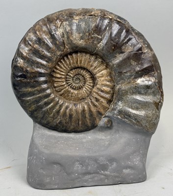 Lot 399 - A LARGE AMMONITE FOSSIL FROM LYME REGIS