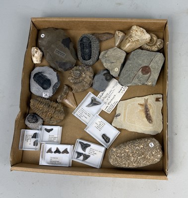 Lot 406 - A COLLECTION OF FOSSIL SPECIMENS