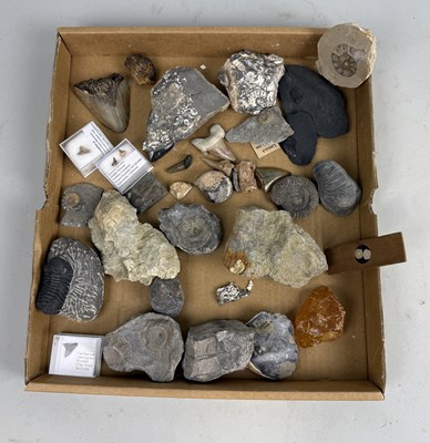 Lot 407 - A COLLECTION OF FOSSIL SPECIMENS