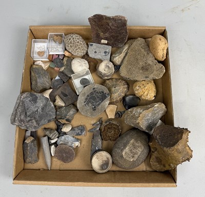 Lot 408 - A COLLECTION OF FOSSIL SPECIMENS