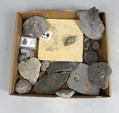 Lot 409 - A COLLECTION OF FOSSIL SPECIMENS