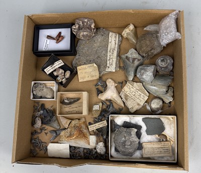 Lot 410 - A COLLECTION OF FOSSIL SPECIMENS