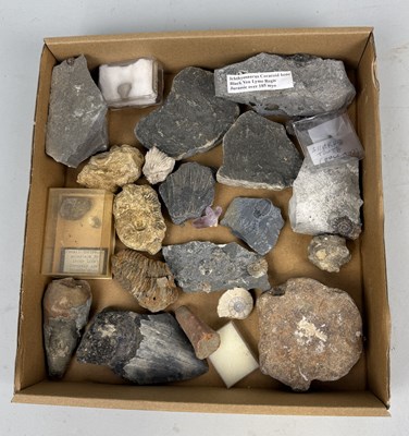 Lot 411 - A COLLECTION OF FOSSIL SPECIMENS