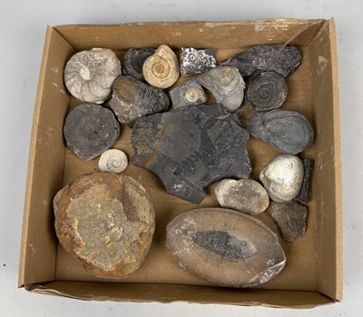 Lot 412 - A COLLECTION OF FOSSIL SPECIMENS