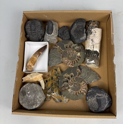 Lot 413 - A COLLECTION OF FOSSIL SPECIMENS