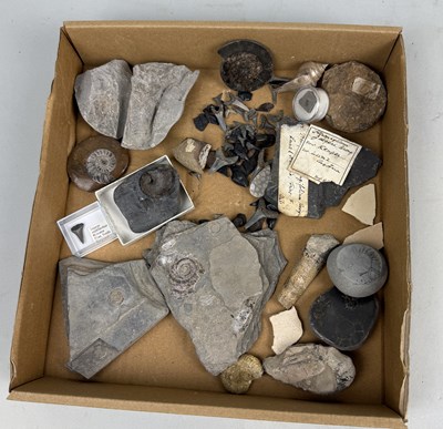 Lot 414 - A COLLECTION OF FOSSIL SPECIMENS