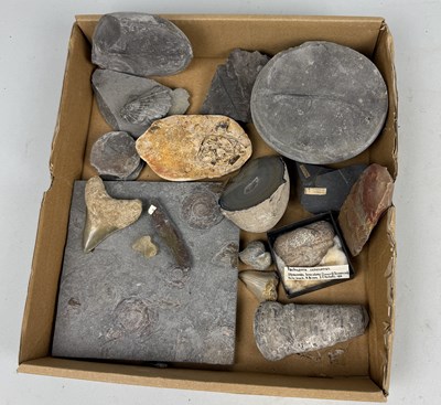 Lot 415 - A COLLECTION OF FOSSIL SPECIMENS