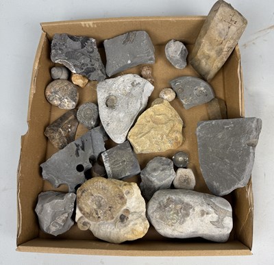 Lot 416 - A COLLECTION OF FOSSIL SPECIMENS