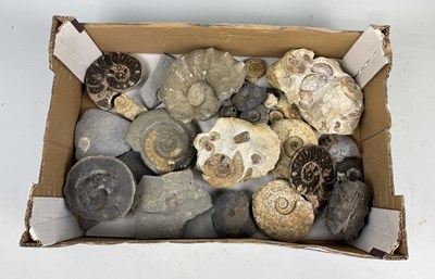 Lot 404 - A COLLECTION OF AMMONITE FOSSILS