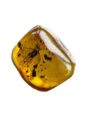 Lot 446 - A FLYING INSECT FOSSIL IN BALTIC AMBER