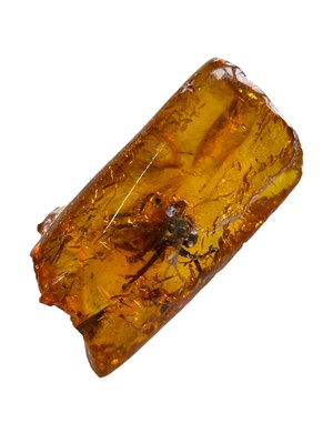 Lot 449 - A SPIDER FOSSIL IN BALTIC AMBER