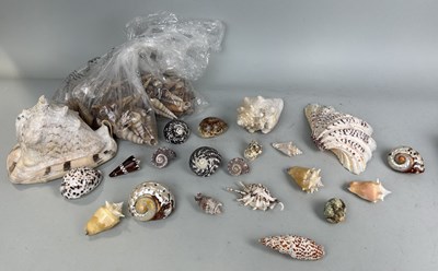 Lot 1231 - A COLLECTION OF SHELLS (QTY)