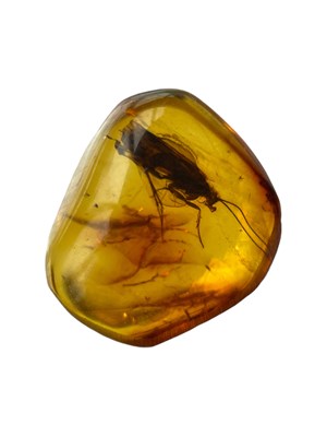 Lot 450 - AN UNKNOWN INSECT FOSSIL IN BALTIC AMBER