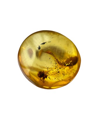 Lot 452 - A SPIDER FOSSIL IN BALTIC AMBER