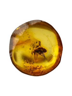 Lot 454 - A FLYING INSECT FOSSIL IN BALTIC AMBER