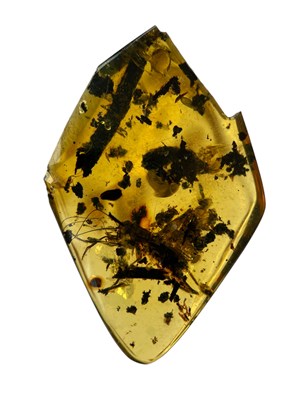 Lot 444 - A LARGE CRICKET FOSSIL IN DINOSAUR AGED AMBER