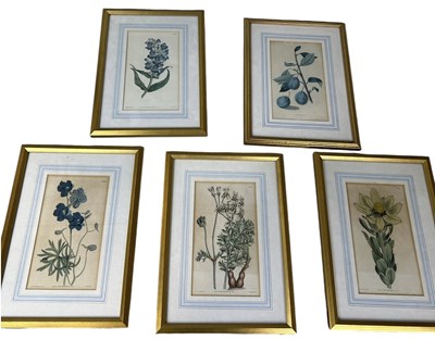 Lot 947 - A SET OF FIVE BOTANICAL PRINTS FRAMED AND GLAZED (5)