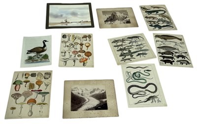 Lot 815 - NATURAL HISTORY HAND COLOURED ANTIQUE PRINTS ALONG WITH A WATERCOLOUR AND TWO PHOTOGRAPHS OF MOUNTAINS