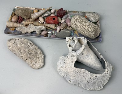 Lot 146 - NATURAL HISTORY SHELLS AND RED CORAL