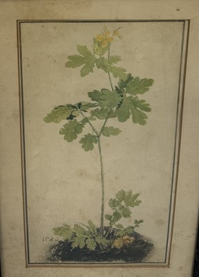 Lot 21 - A BOTANICAL DRAWING OR PRINT DATED 1526