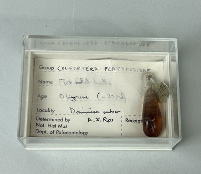 Lot 434 - AN AMBER PENDANT CONTAINING A FLAT FOOTED BEETLE