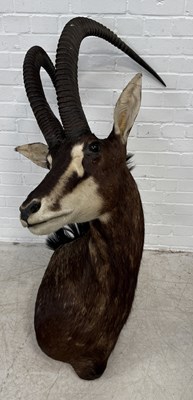 Lot 917 - A TAXIDERMY SABLE ANTELOPE