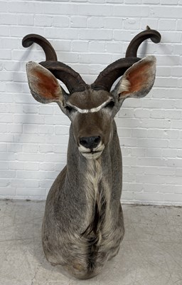 Lot 914 - A TAXIDERMY GREATER KUDU HEAD AND SHOULDER MOUNT