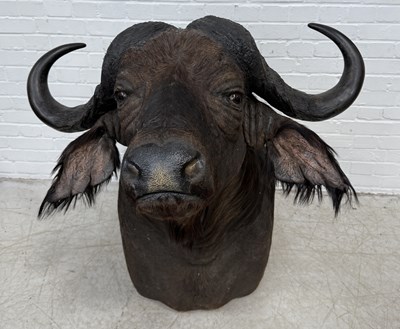 Lot 915 - A LARGE TAXIDERMY CAPE BUFFALO HEAD AND SHOULDER MOUNT