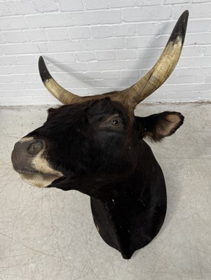 Lot 916 - A TAXIDERMY AFRICAN COW HEAD AND SHOULDER MOUNT