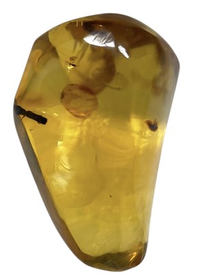 Lot 439 - UNKNOWN INSECT FOSSIL IN DINOSAUR AGED AMBER