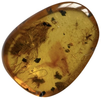 Lot 442 - COCKROACH FOSSIL IN DINOSAUR AGED AMBER