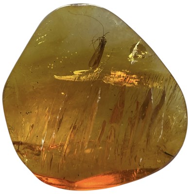 Lot 443 - LARGE FLYING INSECT FOSSIL IN DINOSAUR AGED AMBER