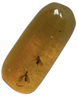 Lot 445 - A PAIR OF WINGED INSECT FOSSILS IN DINOSAUR AGED AMBER