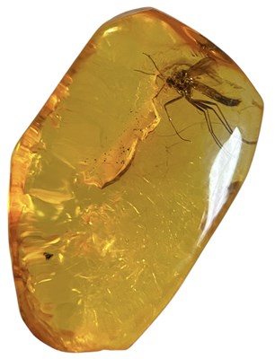 Lot 446 - A FLYING INSECT FOSSIL IN BALTIC AMBER